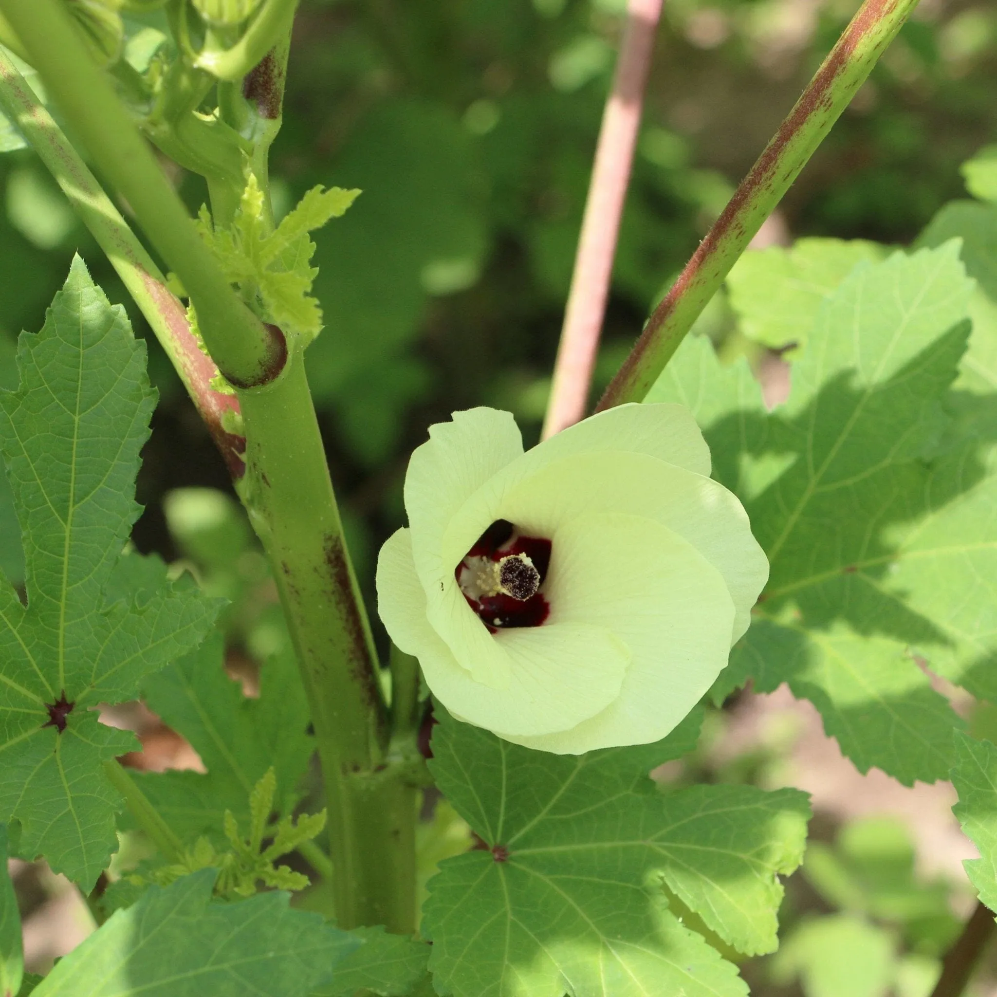 Cow Horn Okra Seed Pack