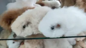 Fur Alpaca Guinea Pig ("Cuy")